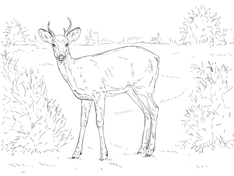 White Tailed Deer Coloring Page